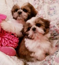 Adorable Friendly SHih tzu (teacup) puppies, 1 male & 1 female available. (lindsayurbin@gmail.com)