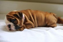 amazing looking English Bulldog Puppies For Adoption(denisportman500@gmail.com)