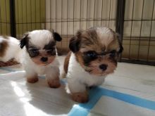 sweet Teacup SHh tzu dogs for adoption///. lindsayurbin@gmail.com