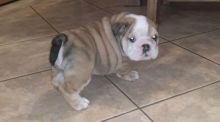 Incredibly Male And Female English Bulldog puppies Available (denisportman500@gmail.com)