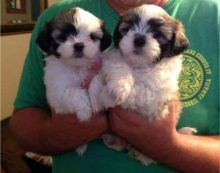 Intelligent Teacup Shih tzu Puppies Available Contact me:lindsayurbin@gmail.com