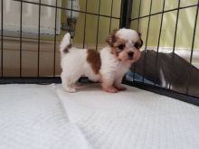 Jovial Shih tzu Puppies for free newly home!email(lindsayurbin@gmail.com)