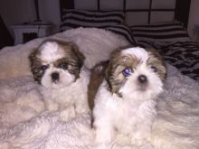 loving and smart Shih tzu pups For Adoption email(lindsayurbin@gmail.com)