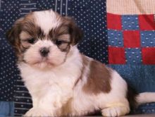 Purebred Akc Shih tzu Puppies for Adoption.email me(lindsayurbin@gmail.com)