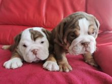 Quality English Bulldog puppies available now for rehoming (denisportman500@gmail.com)
