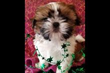 T-cup Shih tzu Puppies for New Families.Text us.lindsayurbin@gmail.com