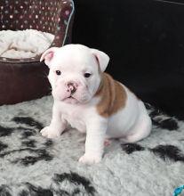 Tremendous English Bulldog puppies for sale (denisportman500@gmail.com)