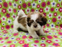 Two gorgeous Shih tzu puppies available for adoption Contact.lindsayurbin@gmail.com
