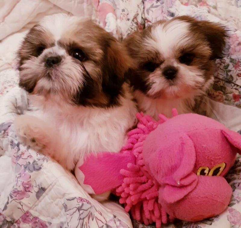 Well Tamed M/Female Shih tzu puppies Available For Adoption.lindsayurbin@gmail.com Image eClassifieds4u