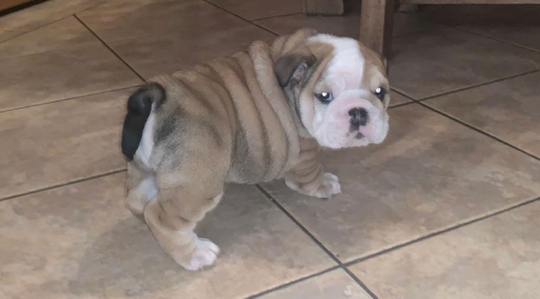 Incredibly Male And Female English Bulldog puppies Available (denisportman500@gmail.com) Image eClassifieds4u