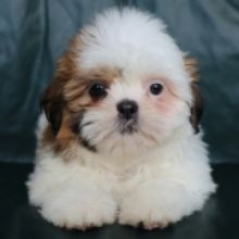 Pure Bred Teacup Shih tzu puppies For Adoption (lindsayurbin@gmail.com Image eClassifieds4U