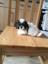 Baby Shih tzu puppy for adoption text/lindsayurbin@gmail.com Image eClassifieds4u 2
