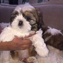Extremely beautiful Teacup Shih tzu puppies male & female for sale(lindsayurbin@gmail.com) Image eClassifieds4u 2