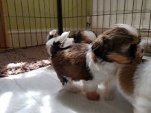 Gorgeous Tiny Shih tzu Puppies For Adoption. Very Playful and friendly.email:lindsayurbin@gmail.com Image eClassifieds4u 2