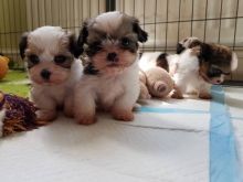 Registered Shih tzu puppies (1 male, 1 female).For Adoption Contact.lindsayurbin@gmail.com Image eClassifieds4u 2