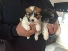 T-cup Shih tzu Puppies for New Families.Text us.lindsayurbin@gmail.com Image eClassifieds4u 2
