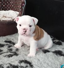 Tremendous English Bulldog puppies for sale (denisportman500@gmail.com) Image eClassifieds4u 1
