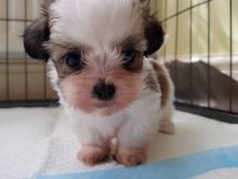 Very Playful and friendly shih tzu puppies. CONTACT ME:lindsayurbin@gmail.com Image eClassifieds4u 2