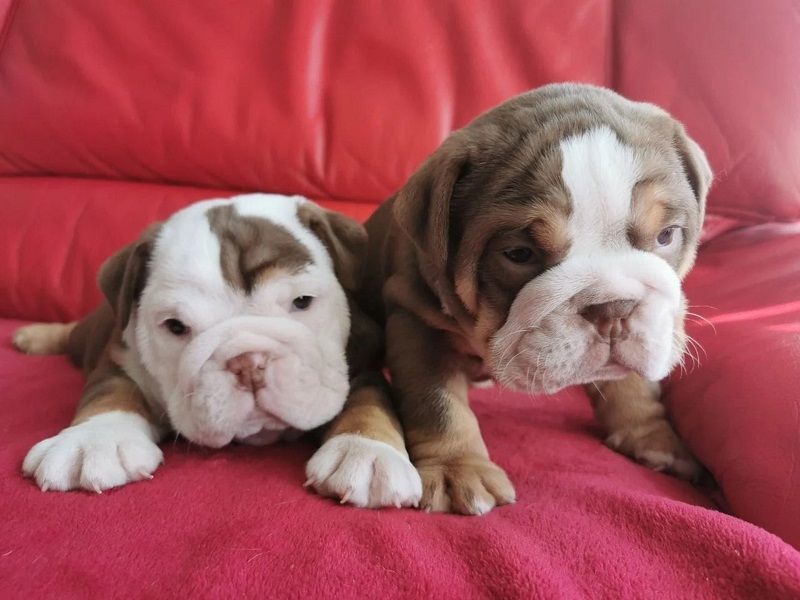 Quality English Bulldog puppies available now for rehoming (denisportman500@gmail.com) Image eClassifieds4u