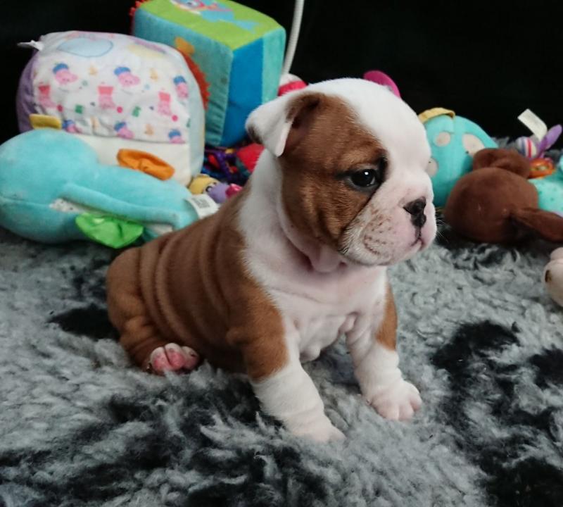 Two Top Class English Bulldog Puppies Available now(denisportman500@gmail.com) Image eClassifieds4u