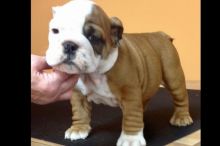 purebred English Bulldogs, potty trained txt denisportman500@gmail.com