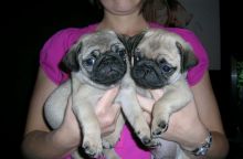 Adorable Male and Female pug puppies For Adoption txt @ denislambert500@gmail.com