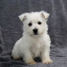 AFFECTIONATE WEST HIGHLAND WHITE TERRIER PUPPIES FOR ADOPTION