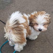 MARVELOUS CKC HAVANESE PUPPIES FOR RE-HOMING