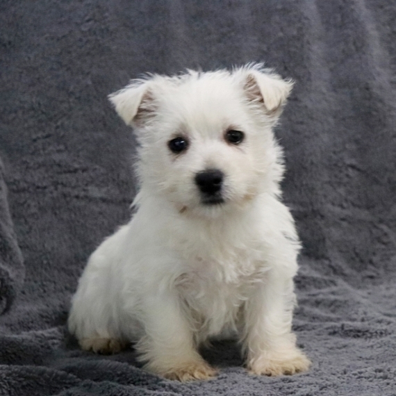 AFFECTIONATE WEST HIGHLAND WHITE TERRIER PUPPIES FOR ADOPTION Image eClassifieds4u