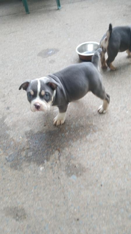 American micro bully puppies Image eClassifieds4u