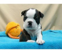 Cute CKC boston terrier puppies looking for love family txt denisportman500@gmail.com