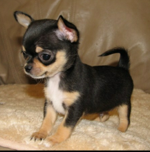 darling male and female T-Cup Chihuahua puppies For Adoption txt (lindsayurbin@gmail.com)