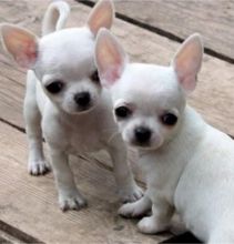 darling male and female T-Cup Chihuahua puppies For Adoption txt (lindsayurbin@gmail.com)