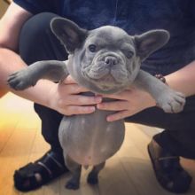 French bulldog puppies text 848-467-7322