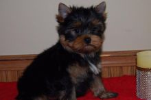 Friendly and Intelligent Yorkie puppies for adoption ID **ilovemybou017@gmail.com