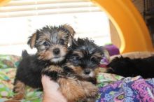 Friendly and Intelligent Yorkie puppies for adoption ID **ilovemybou017@gmail.com