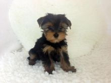 Friendly and Intelligent Yorkie puppies for adoption ID **ilovemybou017@gmail.com