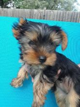 Friendly and Intelligent Yorkie puppies for adoption ID **ilovemybou017@gmail.com