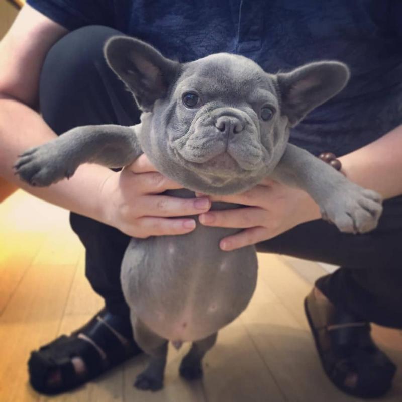 French bulldog puppies text 848-467-7322 Image eClassifieds4u