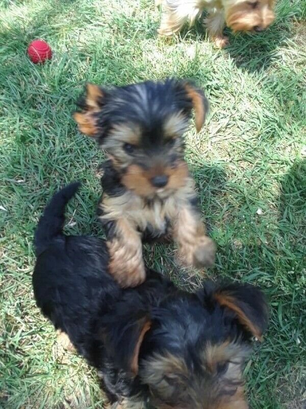 Friendly and Intelligent Yorkie puppies for adoption ID **ilovemybou017@gmail.com Image eClassifieds4u