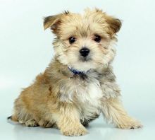 🟥🍁🟥 HYPOALLERGENIC MORKIE PUPPIES 🐶🐶 SEEKING A GOOD HOME🟥🍁🟥 Image eClassifieds4u 1