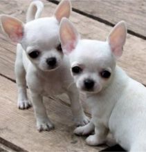 darling male and female T-Cup Chihuahua puppies For Adoption txt (lindsayurbin@gmail.com) Image eClassifieds4u 1