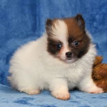 Priceless White Pomeranian Puppy For Adoption (304) 460-5779