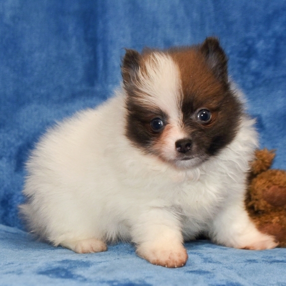 Priceless White Pomeranian Puppy For Adoption (304) 460-5779 Image eClassifieds4u