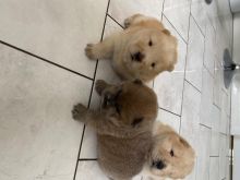 ✔✔Absolutely adorable Chow Chow puppies for adoption✔✔Email me mariejerbou@gmail.com