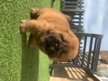 ✔✔Adorable Chow Chow Puppies Available For New Looking Home✔✔Email me mariejerbou@gmail.com