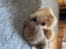 ✔✔Baby chow chow puppies Looking Home✔✔Email me mariejerbou@gmail.com
