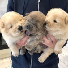 ✔✔Baby chow chow puppies For New Looking Home✔✔Email me mariejerbou@gmail.com