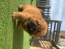 ✔✔Perfect Quality Chow Chow Puppies For New Looking Home✔✔Email me mariejerbou@gmail.com