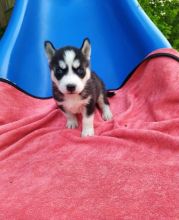 beautiful purebred Siberian husky puppies**available** for adoption**ilovemybou017@gmail.com